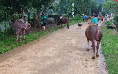 Kế Hoạch tiêm phòng gia súc, gia cầm đợt 2 năm 2023